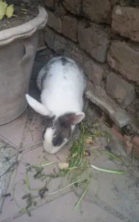 خرگوش بازی گوش خانگی