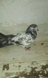 کبوتر
