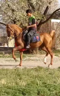 اسب نریان دره شورمیکروچیپ دار ی دل صددل عاشقش میشی