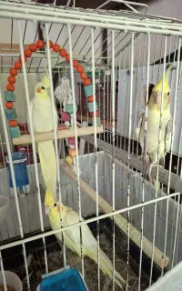 سه عدد عروس هلندی