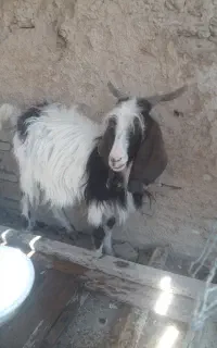 فروش بز پاکستانی