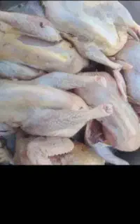 مرغ محلی پاک شده ۱کیلو به بالا قیمت ۵۰۰