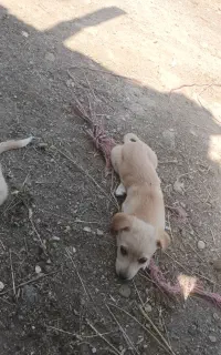سگ پاکوتاه