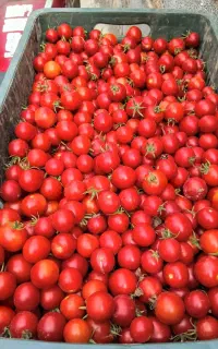 گوجه گیلاسی