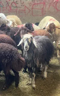 پخشگوسفند زنده