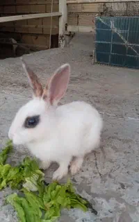 خرگوش سفید۳۰۰ تومن