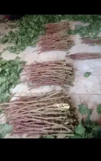 پیوندزنی وفروش ترکه احمداقایی