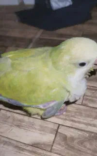 جوجه راهب گمشده