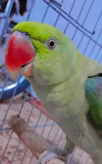 شاه طوطی در بندرلنگه