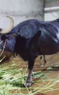 گاومیش