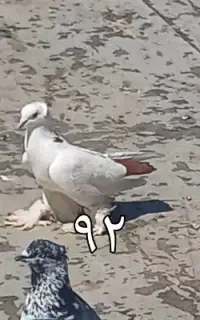 کبوتر