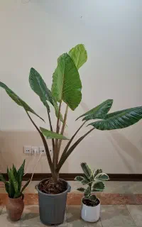 درختچه بابا‌آدم