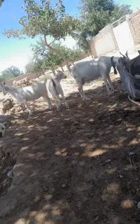 دو راس بز دوبر سانن بسیار شیرا و دوقلو سه قلو زا
