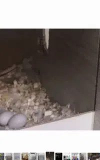 طوطی برزیلی با تخم