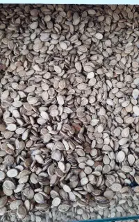 بازاریاب خشکبار وبرنج