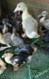 سیکا رشتی سیکا روسی