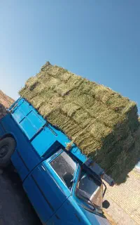یونجه