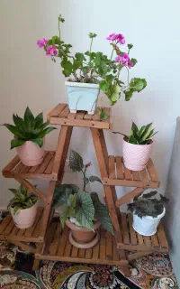 استندگل
