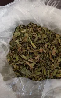 تره کوهی