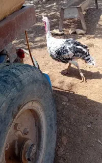بوقلمون نر