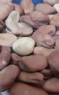 بذر باقلا زودرس