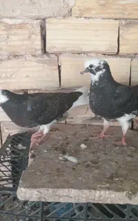 جوجه کفتر