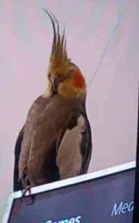 عروس هلندی گمشده ۷ تومان مژدگانی