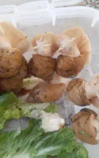 فروش حلزون پرورشی خانگی