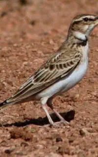 جوجه سهره خاکی درجه یک