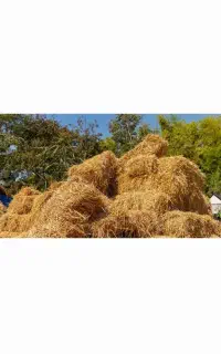 علوفه و یونجه