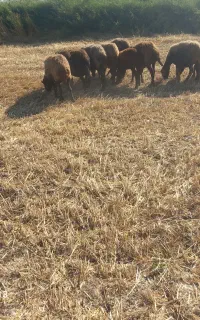 گوسفند ماده جوان