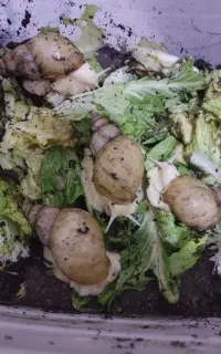 حلزون طبی