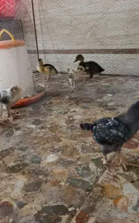جوجه و اردک