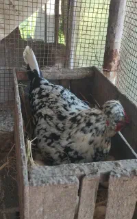 تخم نطفه دار گلین لری