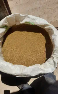 فروش بذر یونجه