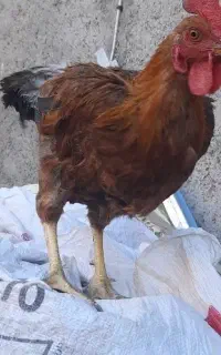 ۳ تا خروس