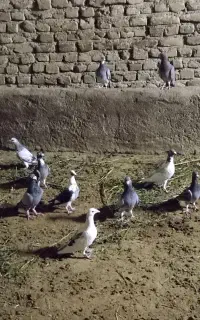 کبوتر آلمانی