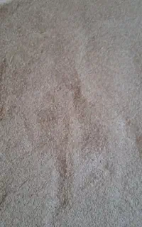 جو بذری