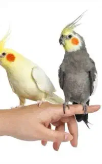 پرنده عروس هلندی گم شده