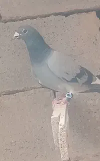 دوتا نر‌بزن بهادر