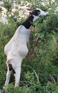 بز ویا بزغاله