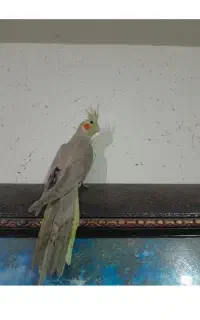 گمشده عروس هلندی نر