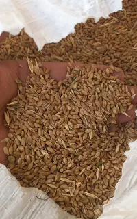 فروش گندم و جو