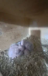 پرنده گرینچیک