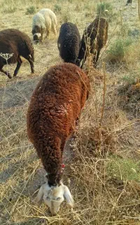 نه راس بره افشاری پاک قوچ گرفته جفتی 54000000