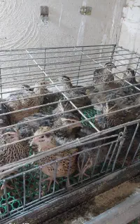 بلدرچین تخم گذار