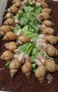 حلزون آچاتینا و آلبینو