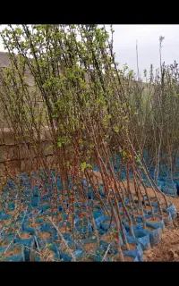فروش نهال گلدانی فندق زردالو البالو انار بادام هلو
