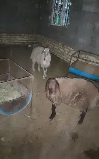 ۲ عدد بره نر فروشی
