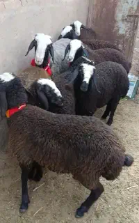 بره ماده اصیل شال